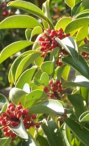 �剹���̃N���K�l���`